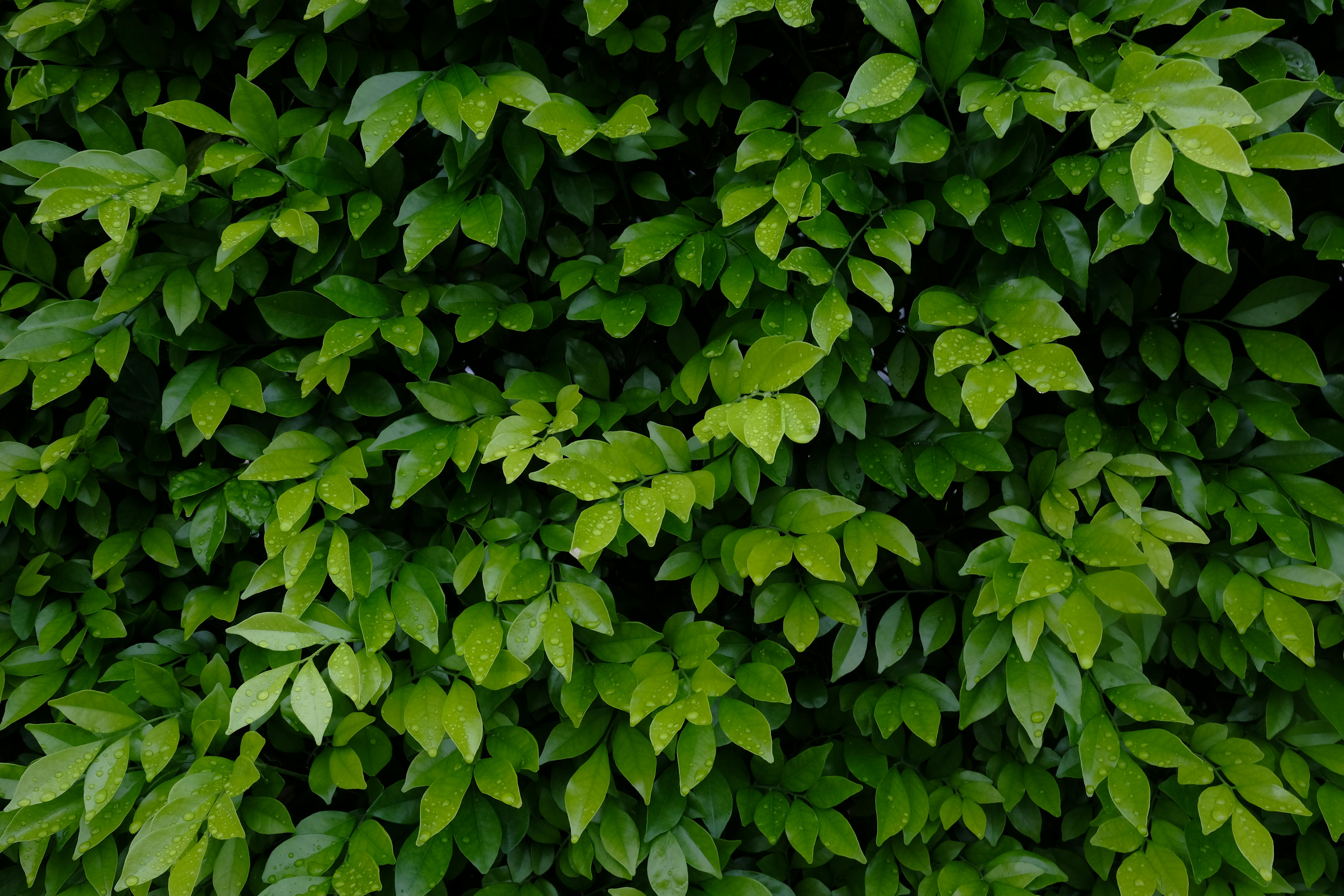 Green wallpapers for your phone free download Green pictures